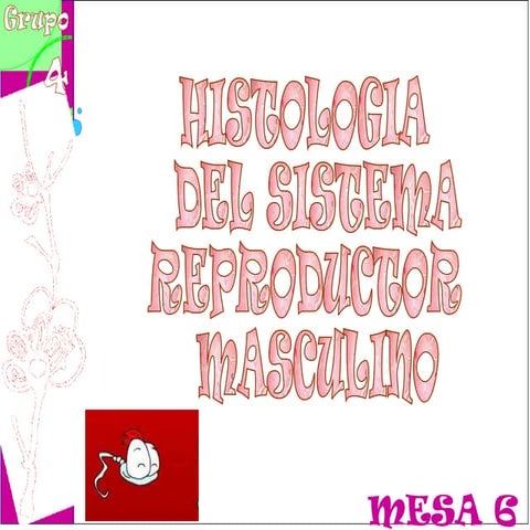 Histología del aparato reproductor masculino