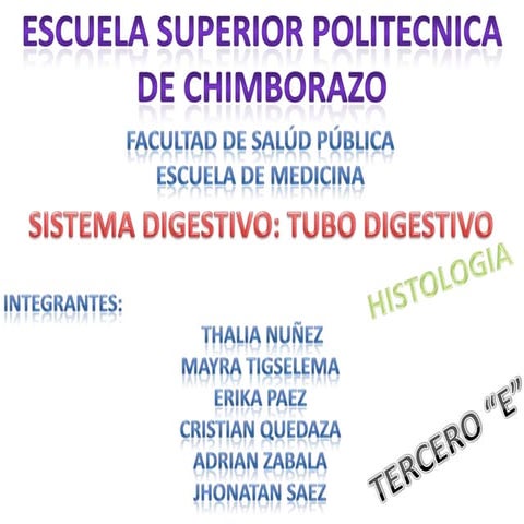 HISTOLOGIA TUBO DIGESTIVO