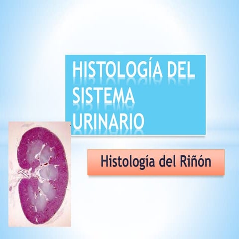 Histología del riñón