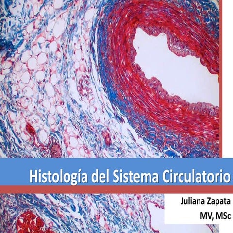 Histología del sistema circulatorio