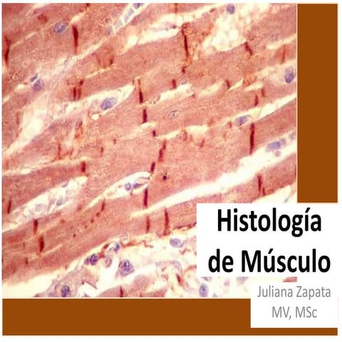 Histología de músculo