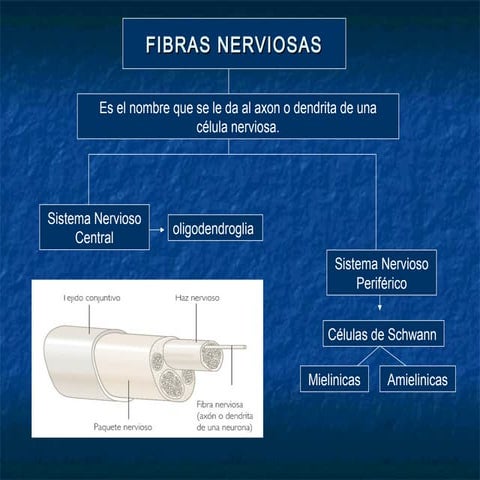 Histologia Sistema Motor