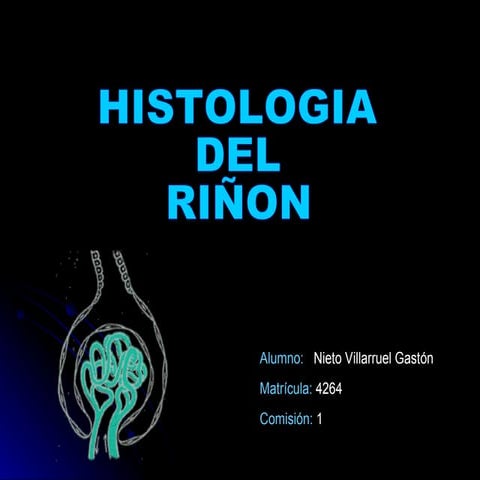 Histologia Del Riñon | PPT