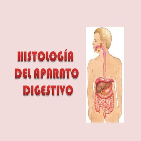 Histologia   sistema digestivo completo