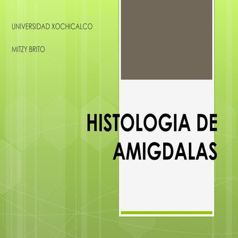 Histologia amigdalas
