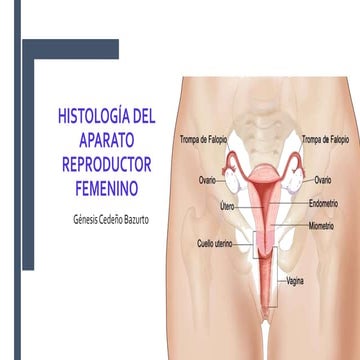 Histologia Aparato reproductor femenino