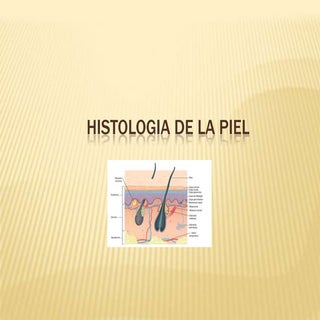 Histologiadelapiel 101117163635-php...