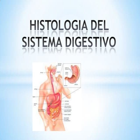 Histologia del sistema digestivo 