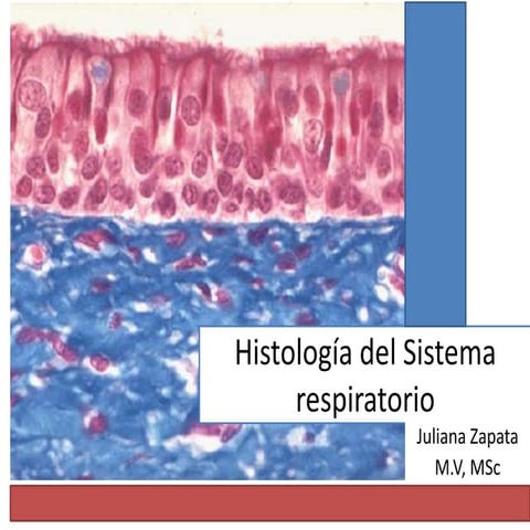 Histología del sistema respiratorio 2015 1