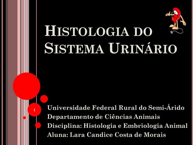 Histologia do sistema urinário