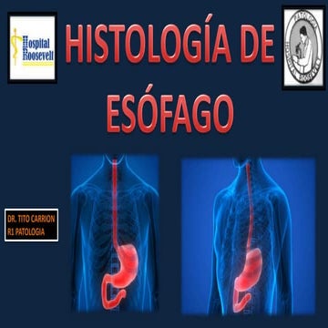Esofago - Histologia
