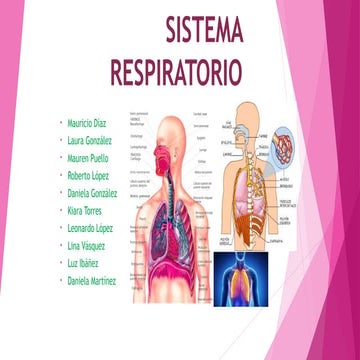 Histologia del aparato respiratorio