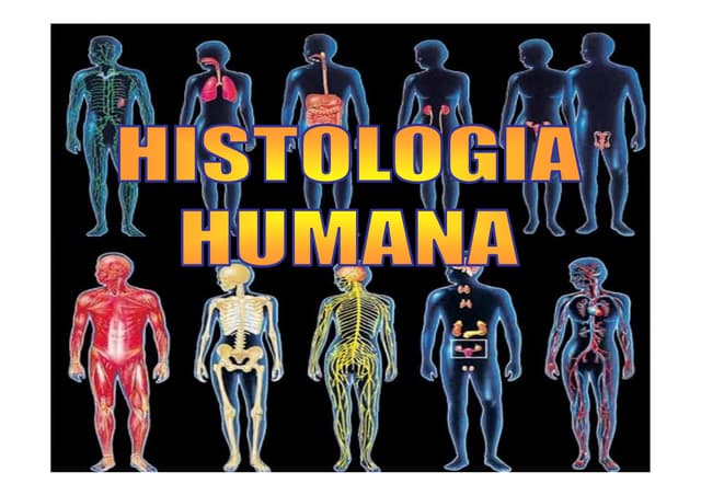Histologia humana