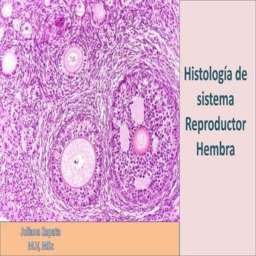 Histología sistema reproductor fem