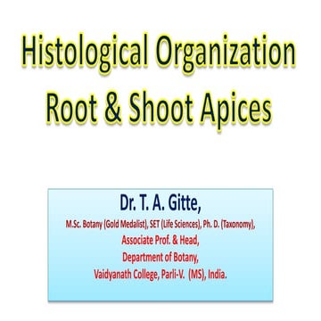 Histological organization of root and shoot apices