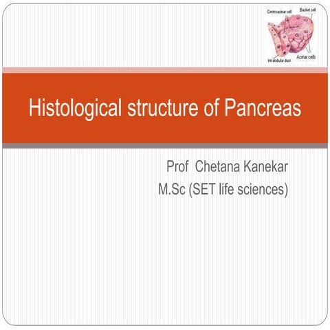Histological structure of pancreas
