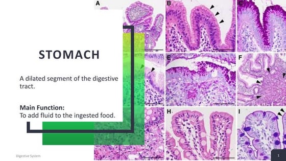 Histology of git | PPT