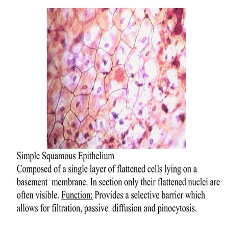 Histology   various type of epithelium
