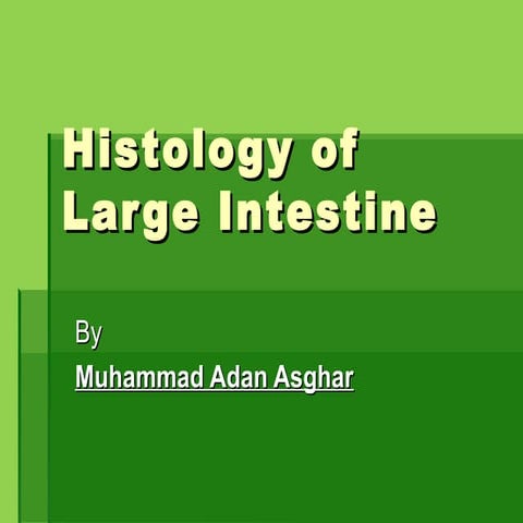 Histology of large intestine