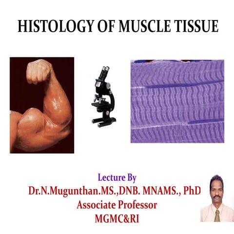 Histology of muscle   pdf lecture notes by Dr.N.Mugunthan