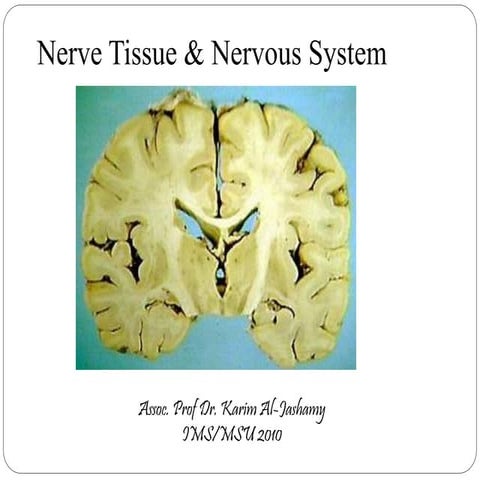 Histology of nerve system