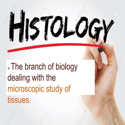 Histology of ovaries