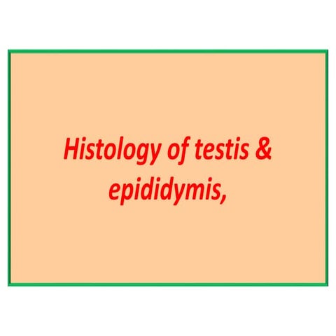 Histology of testes & epididymis