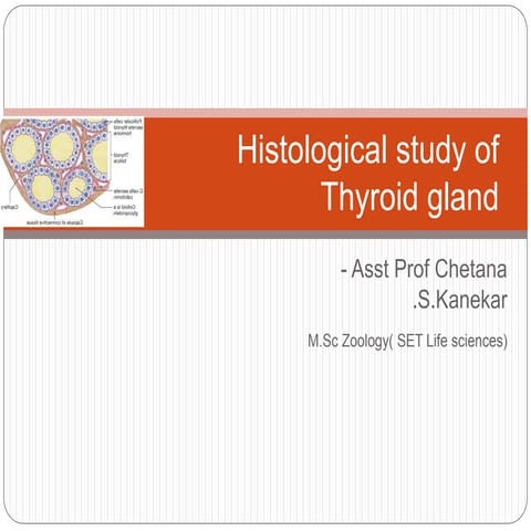 Histology of thyroid gland