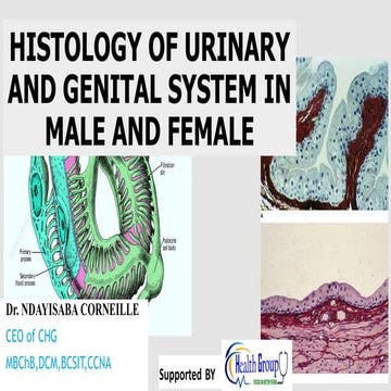 Histology of Urinary and Genital System in male &female.pptx