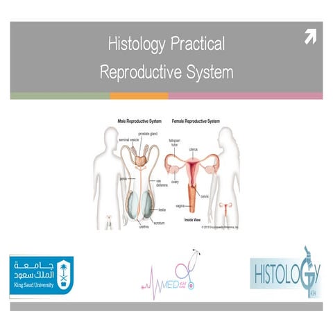 Histology OSPE about Female reproductive system