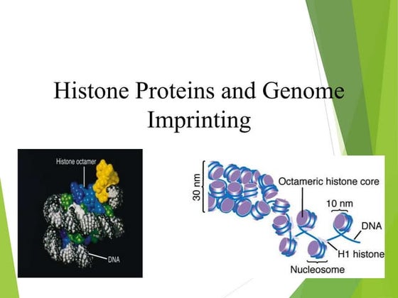 Chromatin structure | PPT