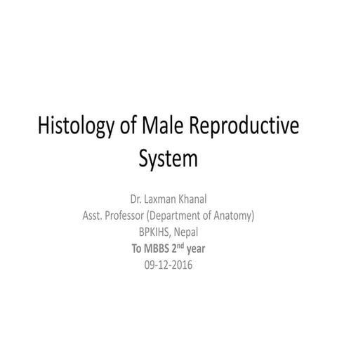 Histology of male reproductive system