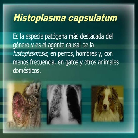 Histoplasma