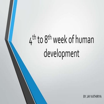 4th to 8th week of human development
