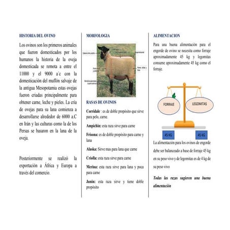 Descripción de la HISTORIA-DEL-OVINO.docx