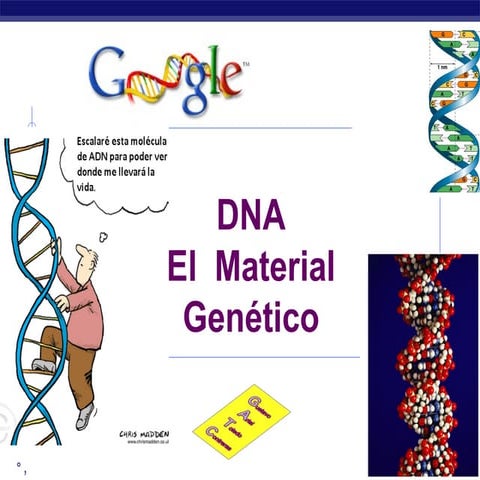 Historia del ADN. PowerPoint para 4º Medo, biología, plan común.