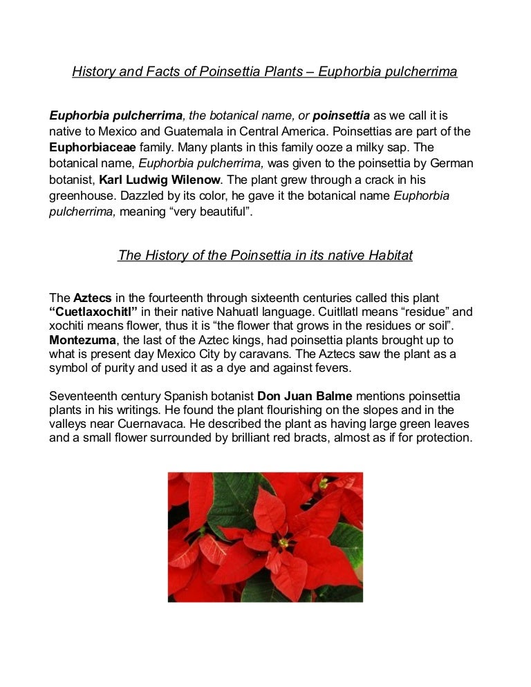 History And Facts Of Poinsettia Plants Euphorbia Pulcherrima