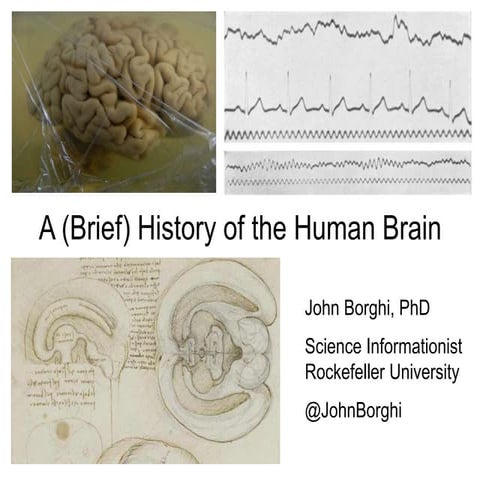A (Short) History of the Human Brain