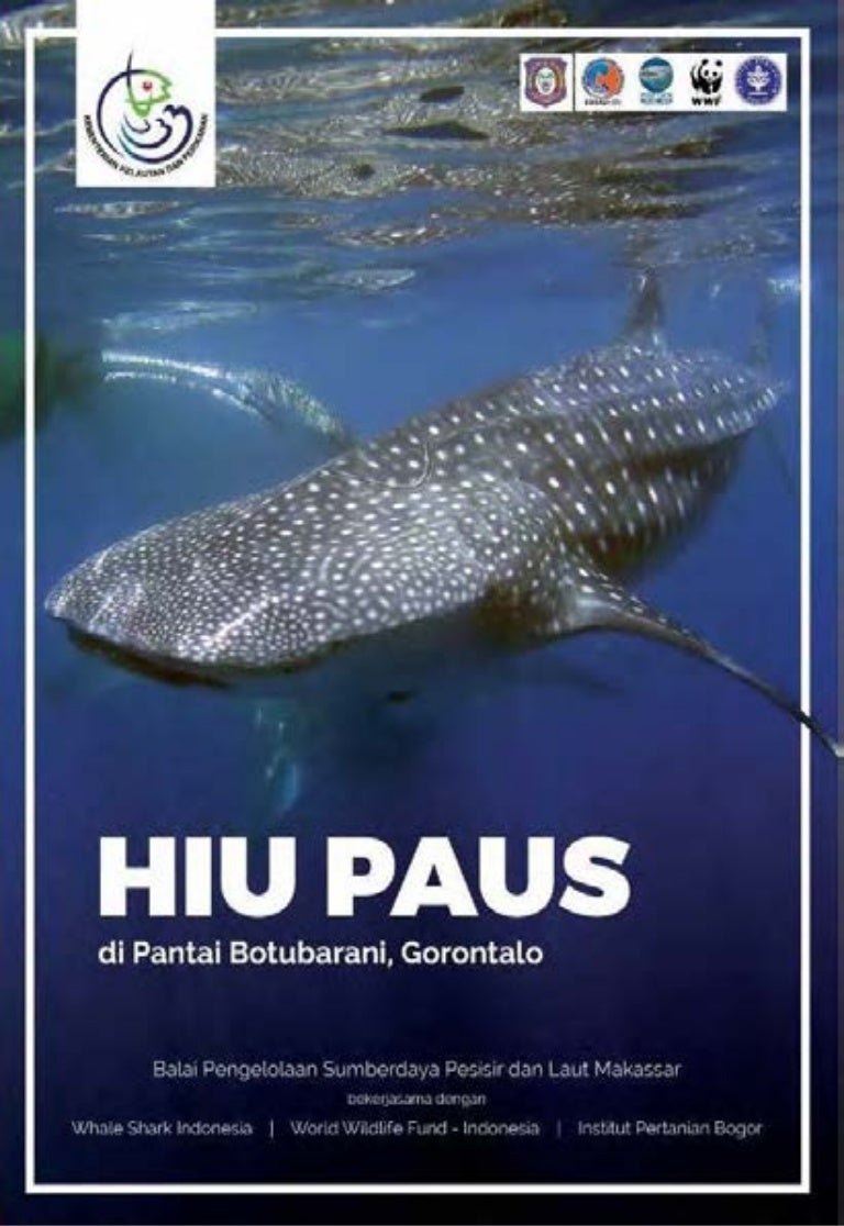 Hiu Paus Batubarani Gorontalo Indonesia