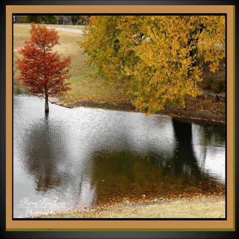 Thu Đã Vàng Chưa - thơ Như Thương- PPS & photos by Huong Kieu Loan