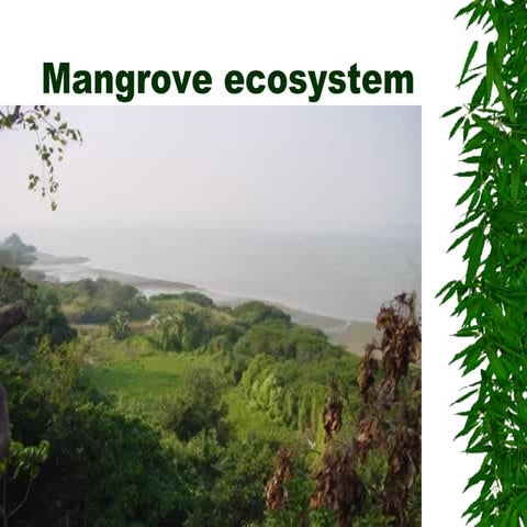 Hk mangrove ecosystem