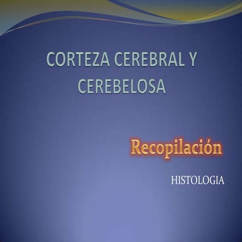 Hl11  corteza cerebral y cerebelosa