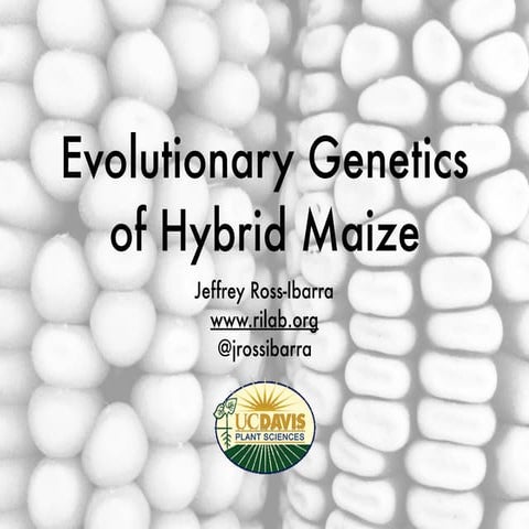 Evolutionary genetics of hybrid maize