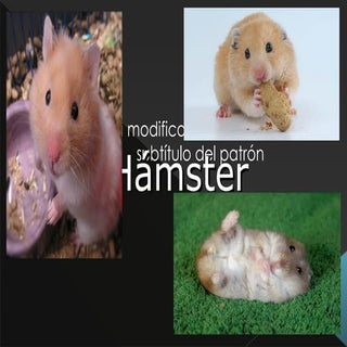 Hámster
