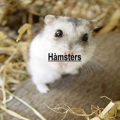 Hàmsters