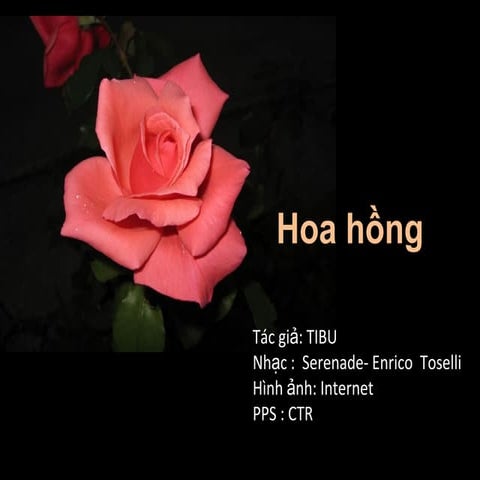 Hoa hồng