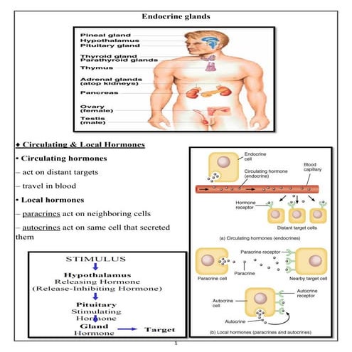 Endocrine glands and Adrenal (suprarenal) gland | PDF