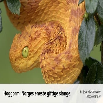 Presentasjon om det norske reptilet huggorm | PPTX