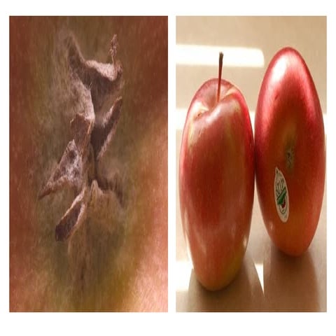 holistic-and-partial-view-230529010446-fece2040.pptx