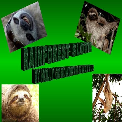 Sloths powerpoint | PPTX